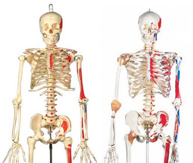 Skeleton Anatomy Models