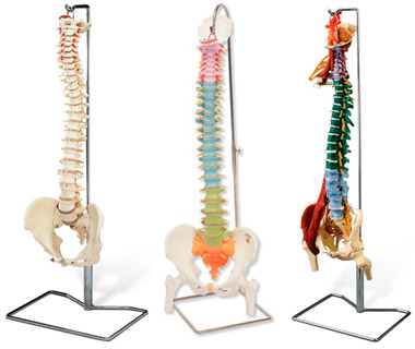 Spine Models